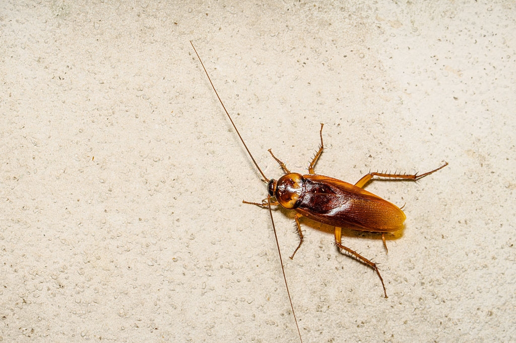Cockroach Control, Pest Control in South Lambeth, SW8. Call Now 020 8166 9746
