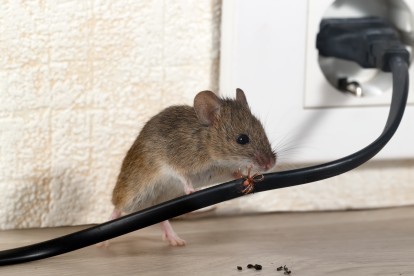 Pest Control in South Lambeth, SW8. Call Now! 020 8166 9746