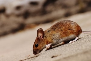 Mouse extermination, Pest Control in South Lambeth, SW8. Call Now 020 8166 9746