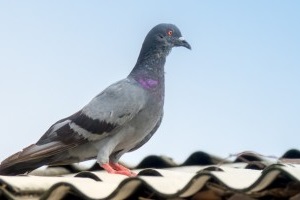 Pigeon Pest, Pest Control in South Lambeth, SW8. Call Now 020 8166 9746