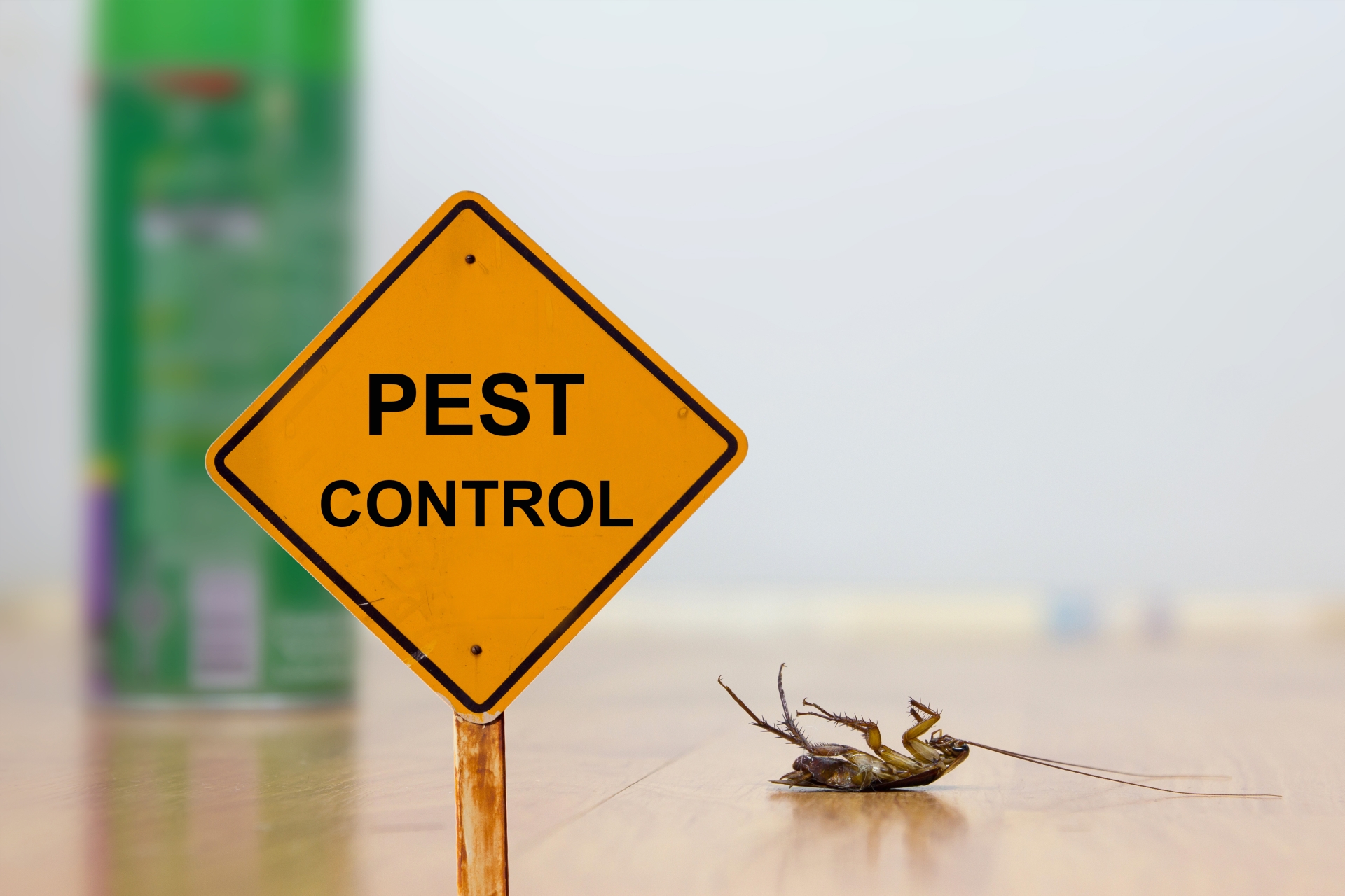 24 Hour Pest Control, Pest Control in South Lambeth, SW8. Call Now 020 8166 9746