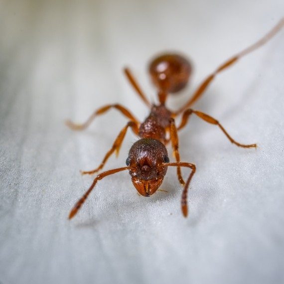 Field Ants, Pest Control in South Lambeth, SW8. Call Now! 020 8166 9746