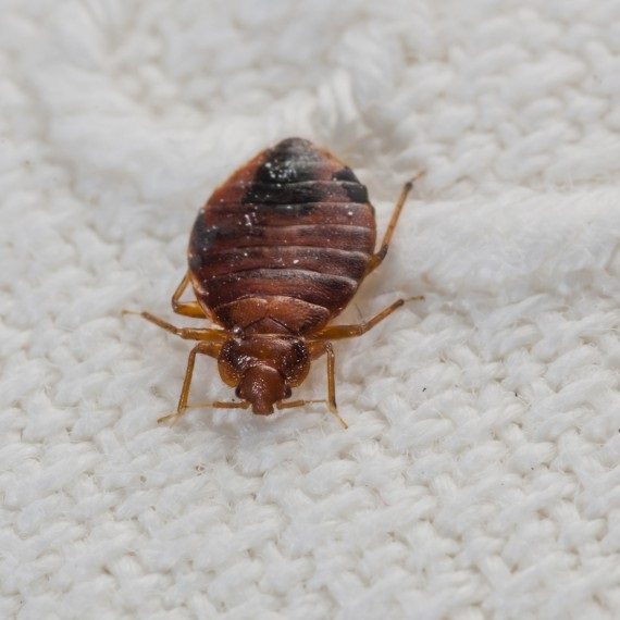 Bed Bugs, Pest Control in South Lambeth, SW8. Call Now! 020 8166 9746