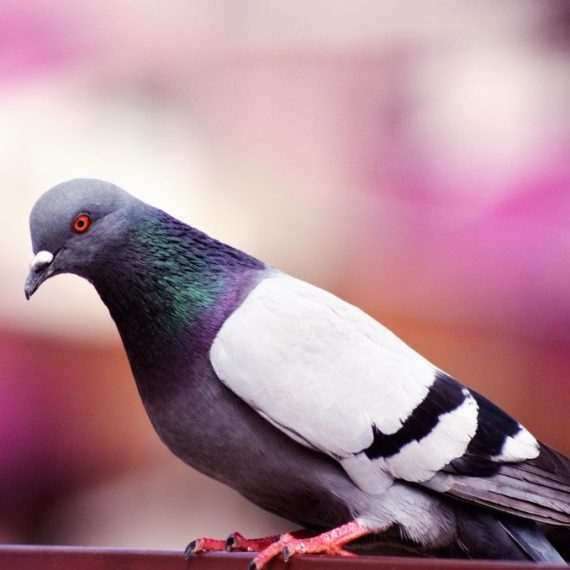 Birds, Pest Control in South Lambeth, SW8. Call Now! 020 8166 9746