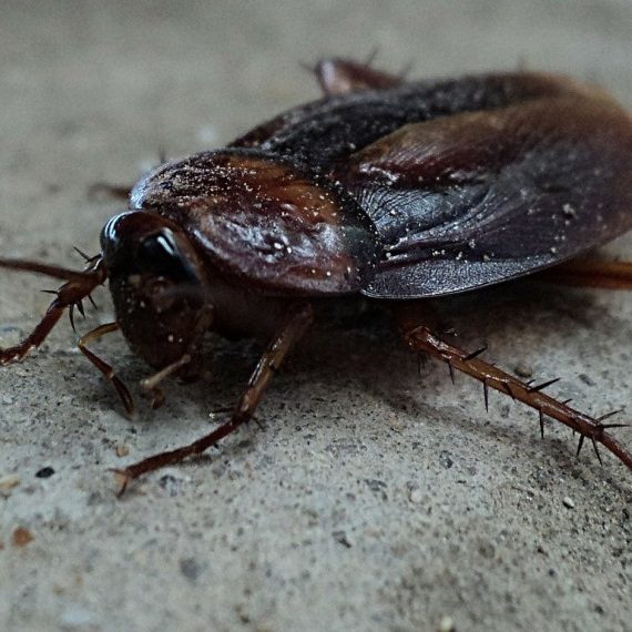 Cockroaches, Pest Control in South Lambeth, SW8. Call Now! 020 8166 9746