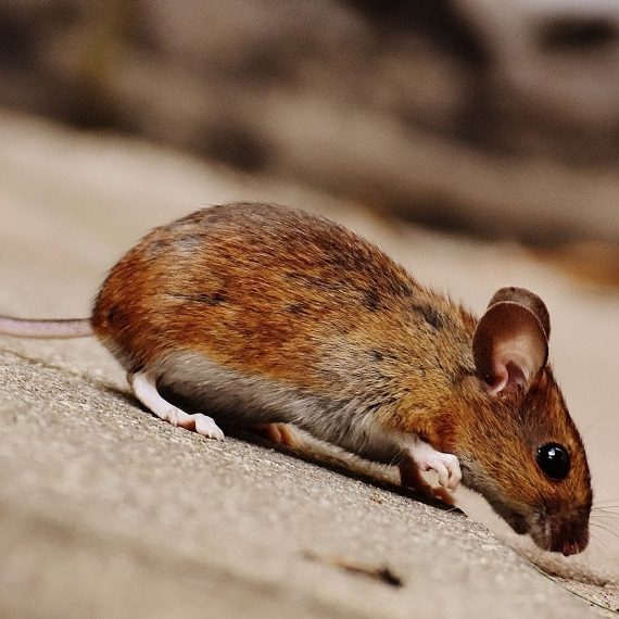 Mice, Pest Control in South Lambeth, SW8. Call Now! 020 8166 9746