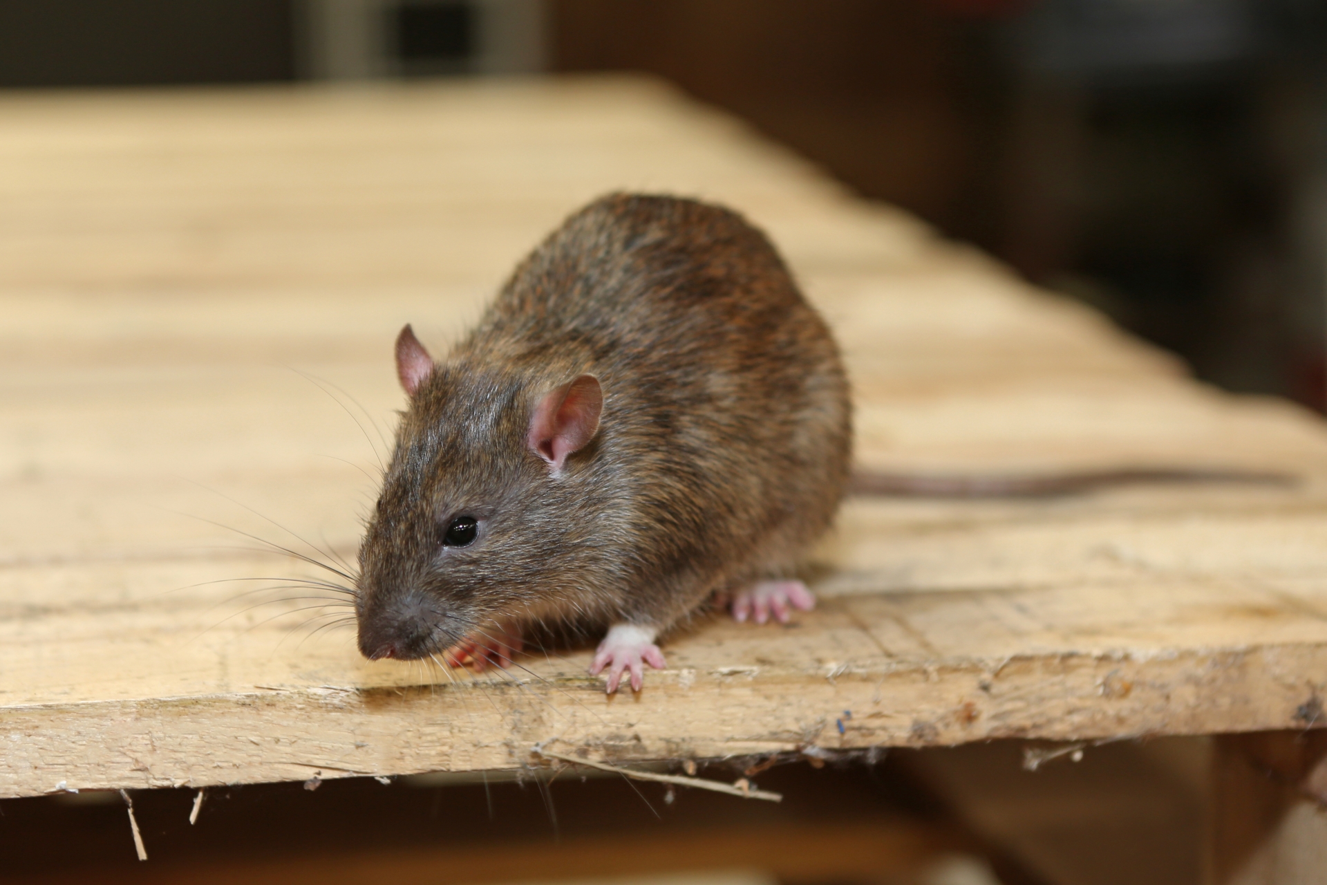 Rat Control, Pest Control in South Lambeth, SW8. Call Now 020 8166 9746
