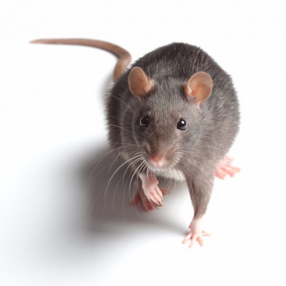 Rats, Pest Control in South Lambeth, SW8. Call Now! 020 8166 9746