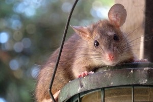 Rat Infestation, Pest Control in South Lambeth, SW8. Call Now 020 8166 9746