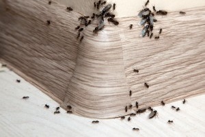 Ant Control, Pest Control in South Lambeth, SW8. Call Now 020 8166 9746