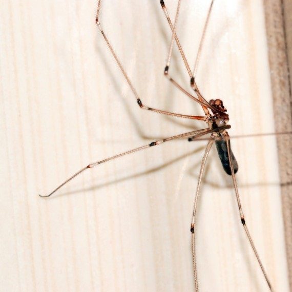 Spiders, Pest Control in South Lambeth, SW8. Call Now! 020 8166 9746