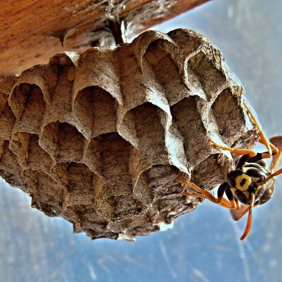 Wasps Nest, Pest Control in South Lambeth, SW8. Call Now! 020 8166 9746